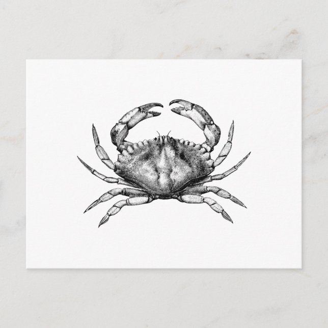 Red Rock Crab (Pacific) Postcard (Front)