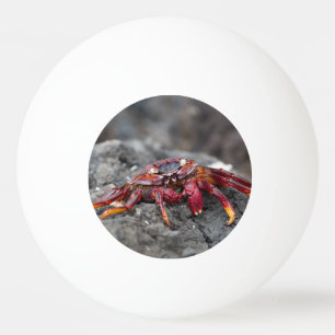 Red rock crab ping pong ball
