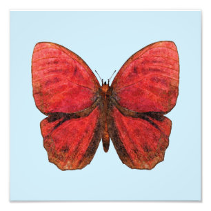 Red Rooster Butterfly Photo Print
