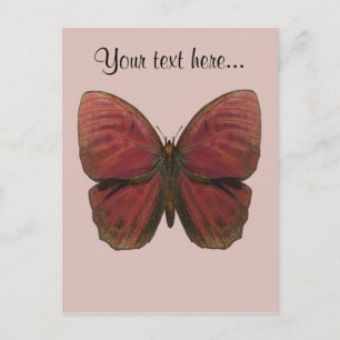 Red Rooster Butterfly Postcard