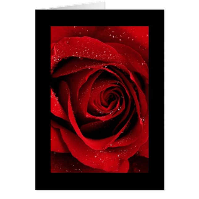 Red Rose (Front)
