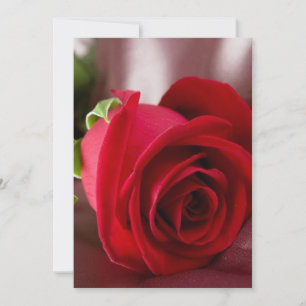 red rose  5" x 7" Basic card