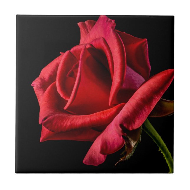 Red Rose Against Black Background Tile (Front)