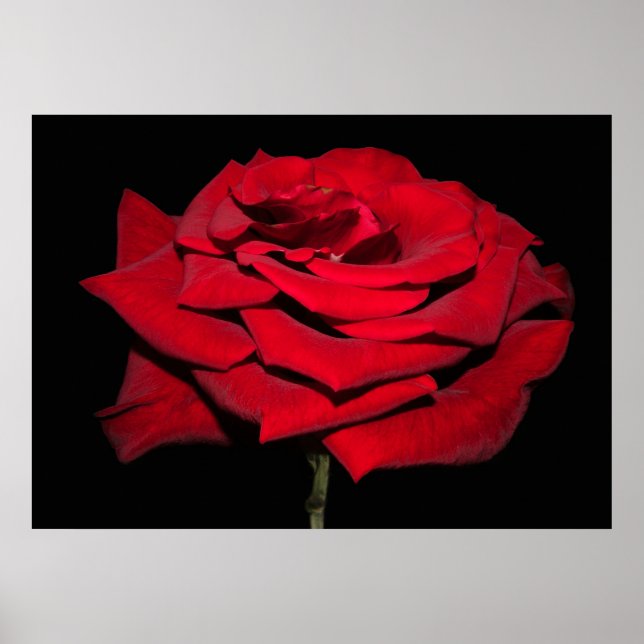Red Rose - Black Poster (Front)