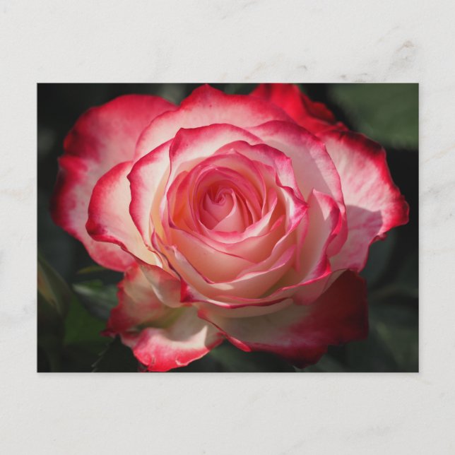 Red rose blossom postcard (Front)
