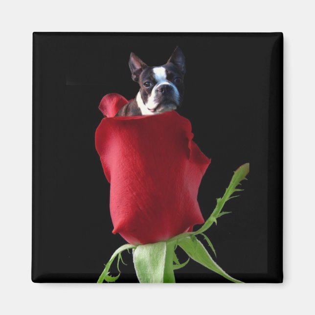 Red rose Boston Terrier aimant (Devant)