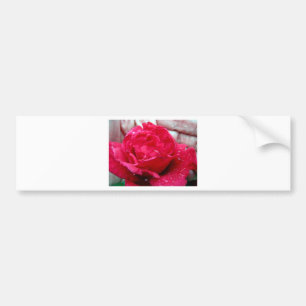 Red Rose Bumper Sticker