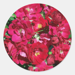 Red Rose Bush Stickers