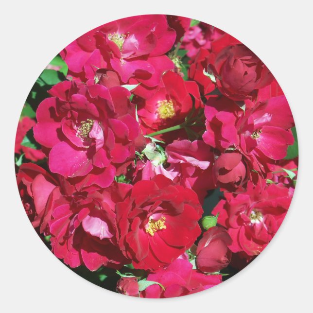 Red Rose Bush Stickers (Front)