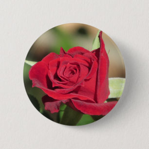 Red Rose Button