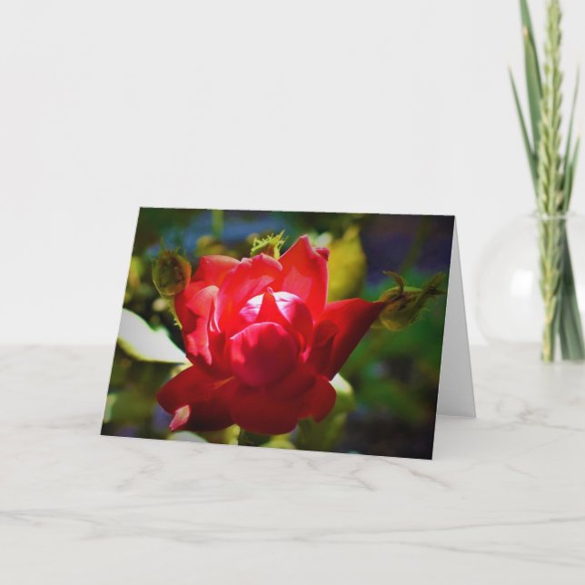 Red Rose, card (Front)