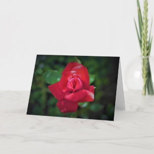 Red Rose, card