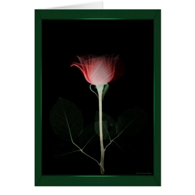 Red Rose Card (Front)
