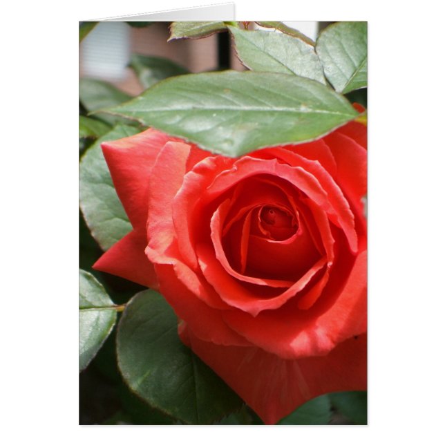 Red Rose Card (Front)