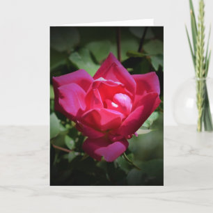Red Rose, card