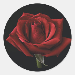 Red rose  classic round sticker