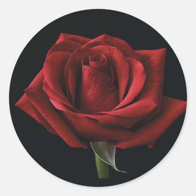 Red rose  classic round sticker (Front)