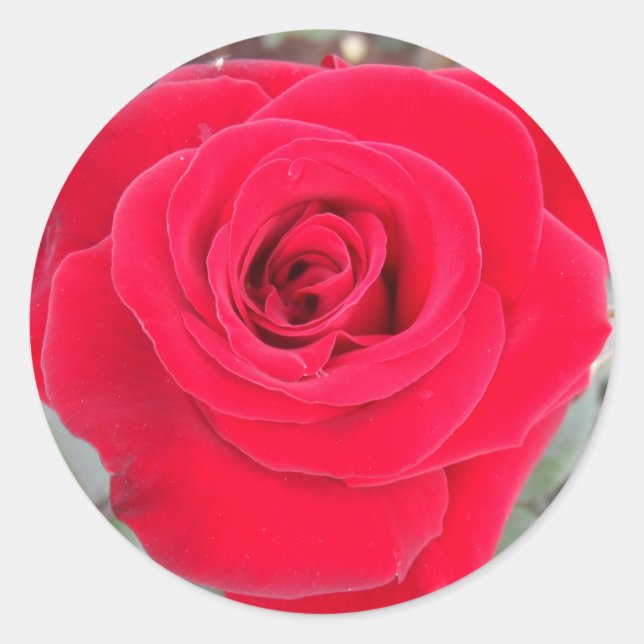 Red Rose Classic Round Sticker (Front)