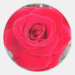 Red Rose Classic Round Sticker