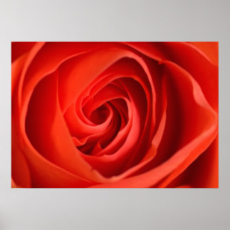 Red Rose Close-Up – Floral Photography Poster