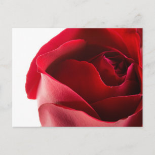 Red Rose Close-Up Postcard