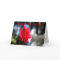 RED ROSE CLOSEUP BIRTHDAY Card