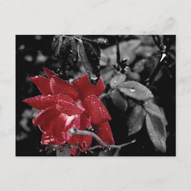 Red Rose colour splash photo Postcard (Front)