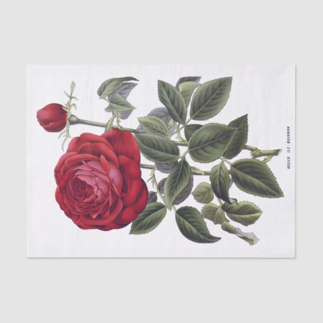 Red Rose Floral 10" X 15" Tissue Paper (Front)