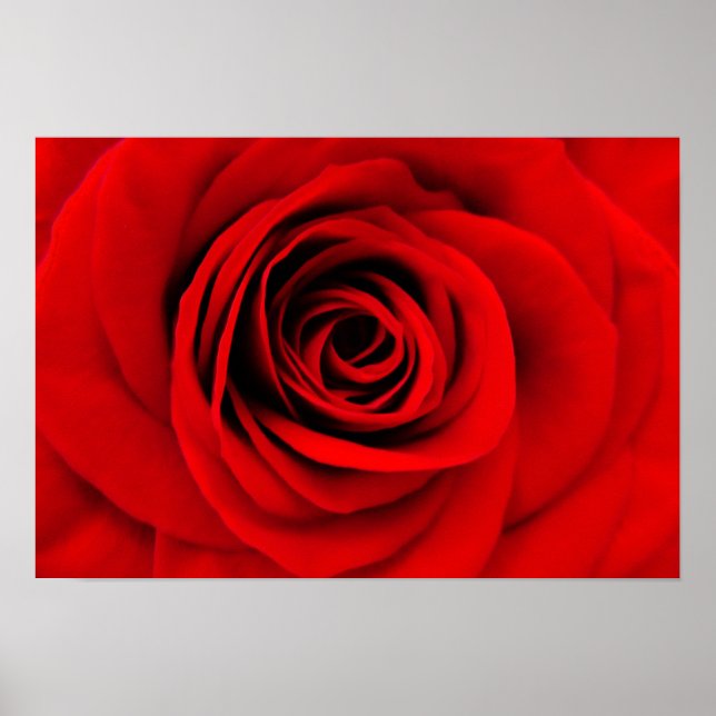 Red Rose Floral Poster (Front)
