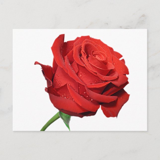 Red Rose Flower Blank Floral Black Post Card (Front)