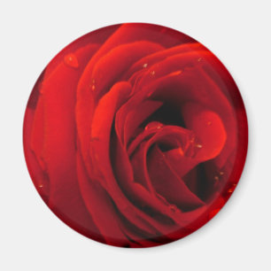 Red rose flower magnet