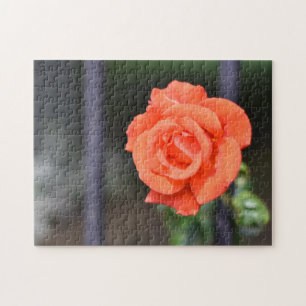 Red Rose Flower Nature Photography Garden Jigsaw Puzzle