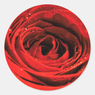 Red Rose Flower Sheet Valentines Classic Round Sticker