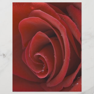 Red Rose Flyer
