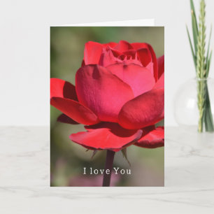 Red Rose Garden Love (my photography) Card