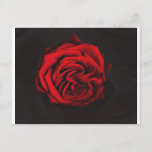 Red Rose gifts Postcard