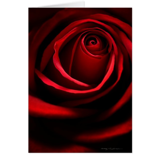 Red Rose Greeting Card (Front)