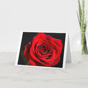 Red Rose Holiday Card