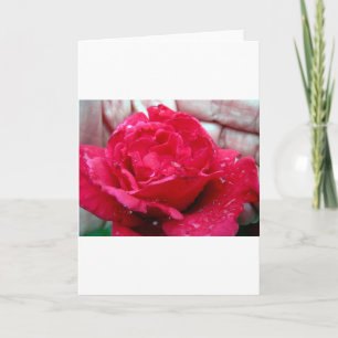 Red Rose Holiday Card