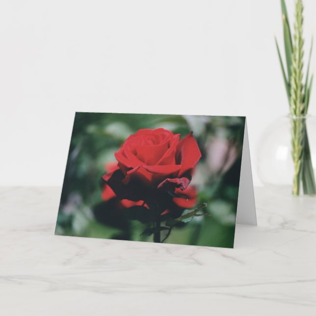 Red Rose Holiday Card (Front)