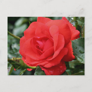 Red Rose In Bloom Flower Photography Postcard
