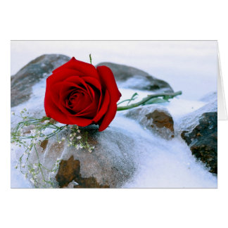 Red rose in he snow