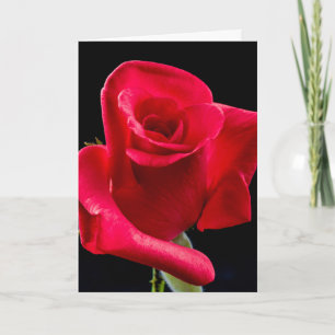 RED ROSE IN SYMPATHY GREETING CARD