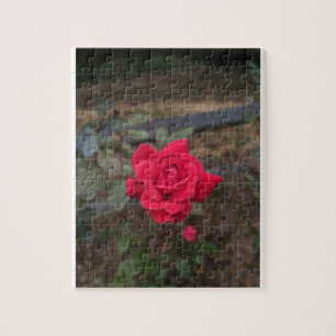 Red Rose Jigsaw Puzzle