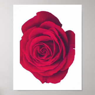 Red Rose Large Facing Left Poster
