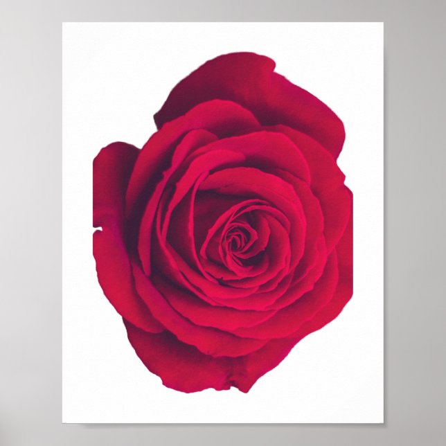 Red Rose Large Facing Right Poster (Front)