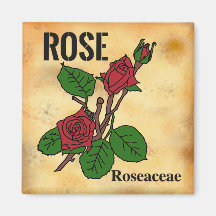 Red Rose line art aged paper style