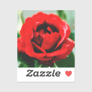 Red Rose Love