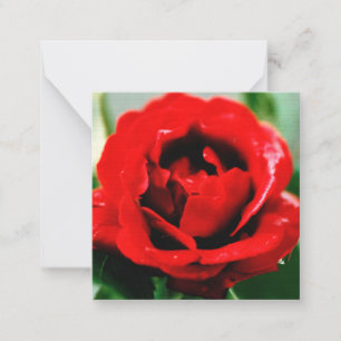 Red Rose Love                                      Card