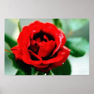 Red Rose Love                      Poster
